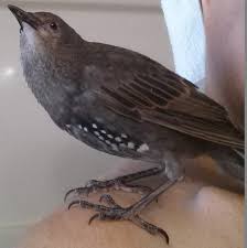 Black Bird With White Chest Oiseau Description Female Starling 4 Mos Old Black Brown Iridescent Green Purple In Feathers White Spots On Losing A Pet Iridescent Green Green And Purple