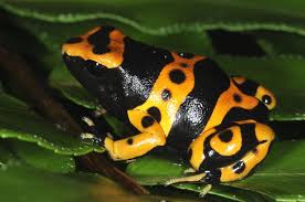 Black And Yellow Frog Zoo Miami Poison Dart Frogs Dart Frog Amphibians