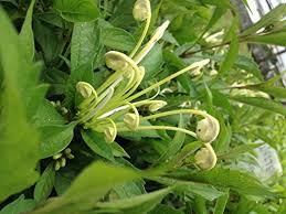 Image result for Clerodendrum incisum