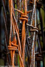 Barbed Wire Roll Image Seekers Peeling Paint Barbed Wire Rusty Metal