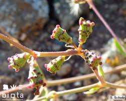 Image result for Commicarpus helenae