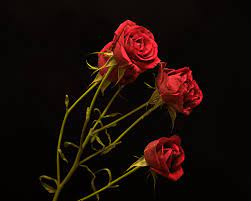 Download and share awesome cool background hd mobile phone wallpapers. Pictures Red Roses Flowers Black Background