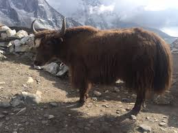 High Altitude Transportation Tool Yak Picture Of Mountain Gurus Issaquah Tripadvisor