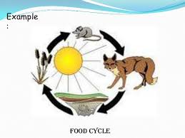 Tired of your green bin? Chmsc Lab School Science 6 Food Cycle
