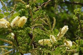 Image result for Acacia goetzei