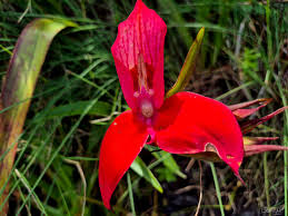 Image result for Corycium dracomontanum