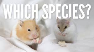 You can't help but care about this classroom pet! What Is The Best Beginner Hamster Youtube
