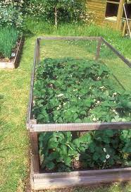 Ideal for small nuisance animals like rabbits, cats, dogs, raccoons, squirrels, and. Keeping Critters Away From Garden Plants With Protective Structure Preventing Animals Such As Rabbits Dogs Raccoons Planting Flowers Outdoor Gardens Plants