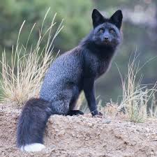 Black Fox Poem By Barry Middleton Poem Hunter Animals Wild Animals Pet Fox