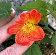 Image result for Abutilon angulatum