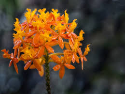 Image result for Epidendrum