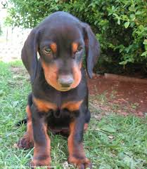 Image result for slovenský kopov