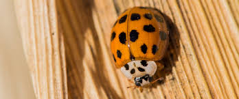 Coccinelle Asiatique Comment S En Debarrasser Caa Quebec