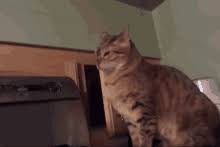 Sneaky Cat Gifs Tenor
