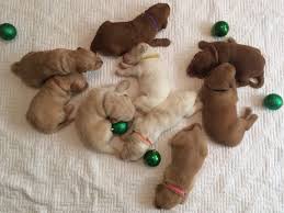 New and used items, cars, real estate, jobs, services, vacation rentals and more virtually anywhere in ontario. Labradoodle Puppies At 3 Weeks Old A Boy And His Dog Doodles