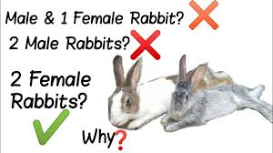 So here is the most organized answer we have brought exclusively many of a rabbit maniac wants to know the lifespan of rabbit which reflects on the internet search terms, the terms were like: Can You Keep 2 Male Rabbits Together Keeping 2 Female Rabbits 1 Male 1 Female Rabbit Together Youtube