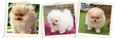 Comprar Un Pomerania En Zaragoza Criadero Cantillana