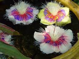 L'artista alessandra tartarini espone il quadro fiori acquatici per la vendita online al prezzo di 40 €. Fiori Acquatici Water Flowers Picture Of Thailand Asia Tripadvisor