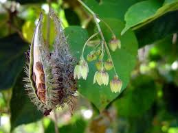 Image result for Pergularia daemia