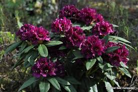 Rhododendron Polarnacht Deep Purple Blooms Will Grow To Three Feet Hardy To 10 F 1 Contain In 2020 Season Plants Rhododendron Container Plants