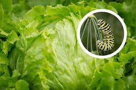 We buy in volume and pass the savings on to you! Woman Finds Caterpillar In Lettuce From Bicester Iceland Oxford Mail