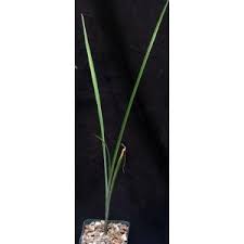 Image result for Ornithogalum pulchrum