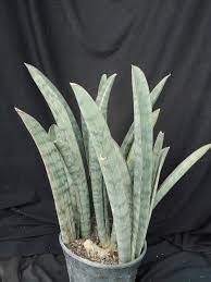 Image result for Sansevieria hallii