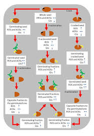 Image result for Faroa involucrata