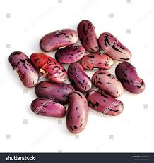 Image result for Phaseolus coccineus