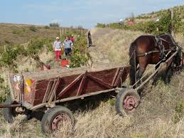 Mai multe detalii despre fotografiile lui peter lengyel din delta dunarii, pe think outside the box: La Sapata Rotwein Aus Bulgarien Von Crama Delta Dunarii Srl
