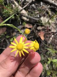 Image result for Senecio madagascariensis