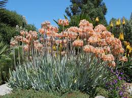 Image result for Falkia oblonga