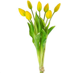 Fiori a grappoli gialli verdognoli : Fiore Giallo Verdognolo Nome