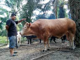 Pihak ikhwan services menerima tempahan untuk melakukan aqiqah disepanjang tahun 2014. Permintaan Lembu Sado Meningkat Utusan Digital