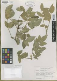 Image result for Ateleia herbert-smithii