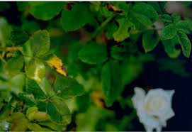 Check spelling or type a new query. 7 Reason For Rose Leaves Turning Yellow What To Do About It