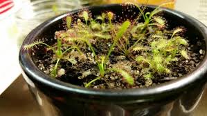All, some, or most of this information is adapted from wikipedia. Baby Drosera Capensis With Filiformis Carnivorous Plants Plants Carnivorous
