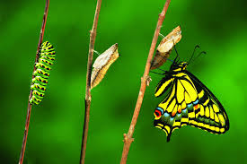 Regardez comment cette petite chenille se transforme en un grand papillon de nuit (ciel du vin). Quels Sont Les Animaux Qui Se Metamorphosent