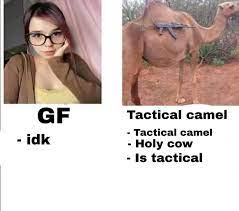Now you know all the ways of saying how are you in spanish. Tactical Camel Dankmemes
