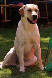 Jul 21, 2009 · lily is a beautiful, young heeler and lab mix who nursed her puppies and now she is ready for her own forever home. Labrador And Retriever Rescue Animals In Gauteng Jozikids