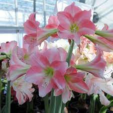 Pin On Beautiful Amaryllis