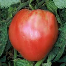 Pruning or staking them is necessary or letting the branches (vines) topple over my deck railing worked well. Oxheart Tomatoes Vegetables Seeds Tomato Oxheart Tomatoes Sycamore Trading