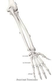 Bones Of The Forearm And Hand The Back View Arm Bones Skeleton Anatomy Human Hand Bones