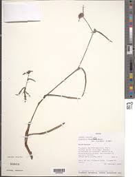 Image result for Cyanotis longifolia