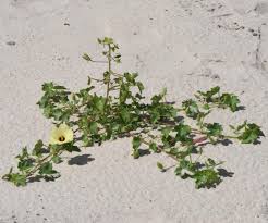 Image result for Hibiscus gwandensis