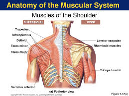 Stiff or tight shoulders can cause discomfort and limit a person's range of motion. Anatomy Of The Muscular System Ppt Download