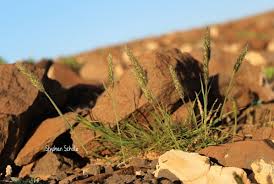 Image result for Enneapogon desvauxii