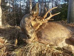 Rickard dovhjort is on facebook. Lockmittel Fur Rehe Hirsche Roe Buck