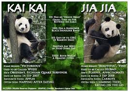 Check spelling or type a new query. If Only Singaporeans Stopped To Think Giant Pandas Kai Kai Jia Jia Arrive In Singapore