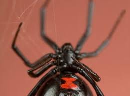 Contact orkin for help getting red of black widow spiders. Black Widow Danger Female Energy Sexual Power And Creative Force